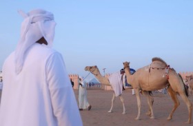 «مزاينة سويحان» في مهرجان الظفرة تستقطب «2402 مالكا» للإبل الأصيلة