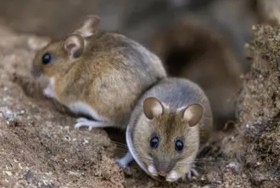 مرض من الفئران ينتشر ولا علاج له
