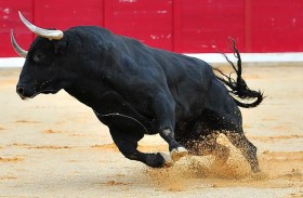 نطحة ثور تقتل سبعينياً