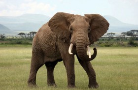 مصرع فتاة إثر هجوم فيل بري