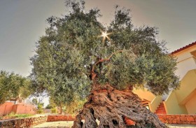 أقدم شجرة زيتون في العالم لا تزال مثمرة