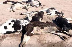 نفوق وهروب عشرات الأبقار في حادث مروع 