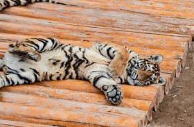 «كارثة بريّة».. نفوق 72 نمرا بسبب «فيروس قاتل» 