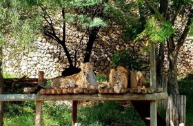 حيوانات حديقة القدس تعاني الوحدة.. لماذا؟