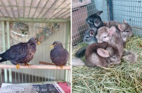 بيئة الشارقة تحبط عملية تهريب حيوانا و طيرا مدرجة في قانون سايتس