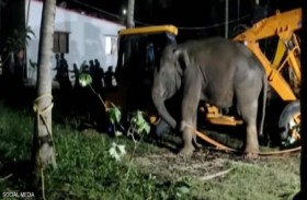إنقاذ فيل سقط في بئر عميق