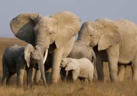 «ترى» باللمس.. أسرار مذهلة للفيلة تُلهم الروبوتات