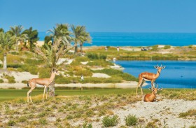جزيرة السعديات أبوظبي وجهة مثالية لقضاء عطلة صيف استثنائية