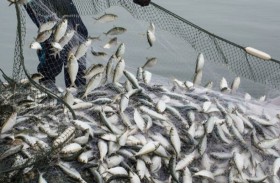 شبان يستخدمون القنابل لصيد الأسماك 