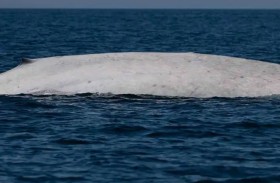 ظهور نادر لحوت أزرق مصاب بـ«المهق»