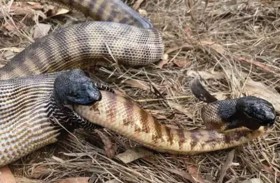 الأوروبوروس.. لماذا تبتلع الثعابين ذيولها حتى الموت؟