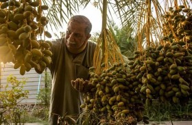 العراق أمام تحدّي الحفاظ على النخيل.. تراثه وثروته الاقتصادية 