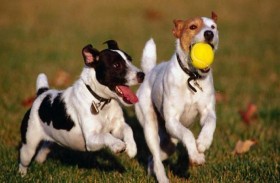 دراسة: الكلاب تلعب لإسعاد صاحبها