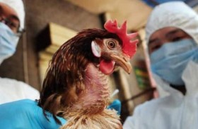 أول وفاة بشرية بمتحور لإنفلونزا الطيور
