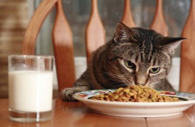 لماذا تتوقف القطط فجأة عن تناول طعامها؟ 