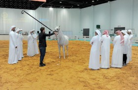 معرض أبوظبي الدولي للصيد والفروسية يُطلق مزاد الخيول العربية – سباقات السرعة