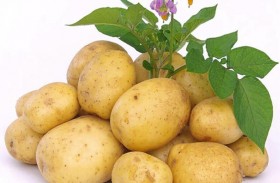 البطاطا تمتلك خصائص مقاومة للسرطان