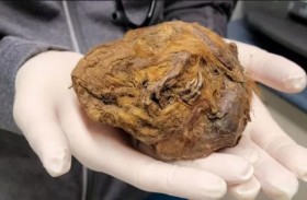 كرة تكشف عن حيوان عمره 30 ألف عام