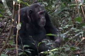 اليابان تودع القردة التي أتقنت اللغات وعدت الأرقام