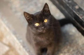 قط ينقذ صاحبه قبل أن يفارق الحياة