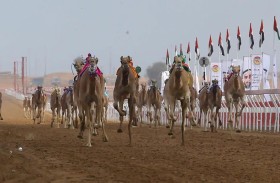 اليوم.. انطلاق منافسات مهرجان محمد بن زايد لسباقات الهجن ومزاينة الإبل «السوان 2023 - 2024»
