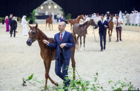«ضيء السكب» تحقق أعلى معدل في «المرابط الخاصة» للخيول العربية 