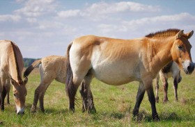عودة خيول «بريزوالسكي» البرية بعد قرن على انقراضها