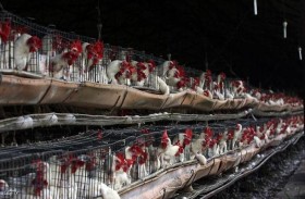 هولندا تذبح 200 ألف دجاجة بسبب إنفلونزا