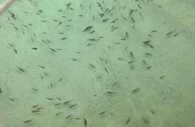 جمعية الصيادين في أم القيوين: حاضنات أمهات الأسماك ستسهم في زيادة المخزون السمكي