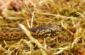 هاريسون فورد.. نوع جديد من الأفاعي 