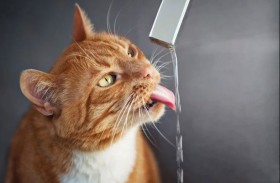 كيف يمكن مساعدة القطط على شرب الماء أفضل؟