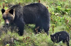 ابتكار بخاخ لصدّ الدببة