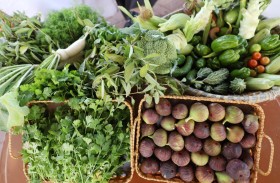 بلدية الحمرية تدشن مزرعة نموذجية لتعزيز الاستدامة والأمن الغذائي