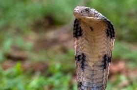 لماذا تتجنب الكوبرا الملكية العضّ خلال معاركها الطقوسية؟