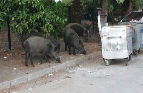 خنازير برية تغزو أحياء إزمير التركية 