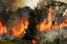 الرئيس البرازيلي: حرائق الأمازون أكذوبة!