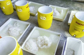 بلجيكا وهولندا طريق رئيس لدخول الكوكايين إلى أوروبا 