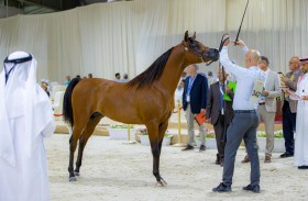 «فلاح الهواجر» يحقق أعلى معدل في اليوم الثالث للبطولة الوطنية للخيول العربية «المرابط الخاصة»