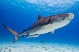 قرش يهاجم طاقم نتفليكس 