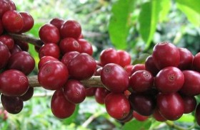 عيد موكا.. اليمنيون يحتفلون بهويتهم القومية القديمة