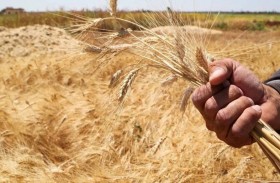 العراق يعتزم استيراد المزيد  من القمح لتعزيز إنتاج الدقيق محليا 