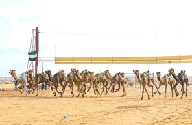 «مضمار الشيخ زايد».. أيقونة طانطان التراثية لتعزيز الحضور المغربي في سباقات الهجن