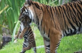 سلوك صادم.. لماذا تأكل بعض الحيوانات صغارها؟