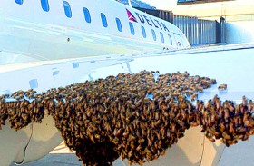 سرب من النحل يؤخر إقلاع طائرة 
