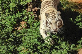 حديقة الحيوانات بالعين تحافظ على النمر الابيض البنغالي 