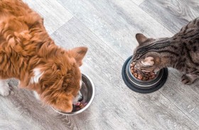 امرأة تواجه «قلقها الاجتماعي» بإنقاذ القطط الضالة