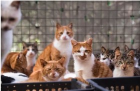 إنقاذ 1000 قطة معدّة للذبح والمتاجرة بلحومها