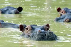 أفراس النهر تقتل 4 شباب