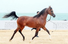 منافسات مثيرة في آخر الأشواط التأهيلية لبطولة الظفرة لجمال الخيل