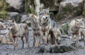 ذئاب «تشيرنوبيل» تطور حصانة وراثية ضد السرطان